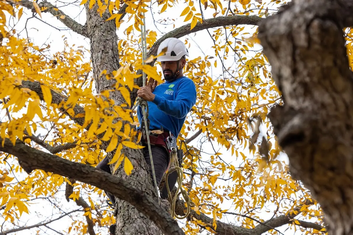 Skilled Emergency Tree Service crew working in Garnett